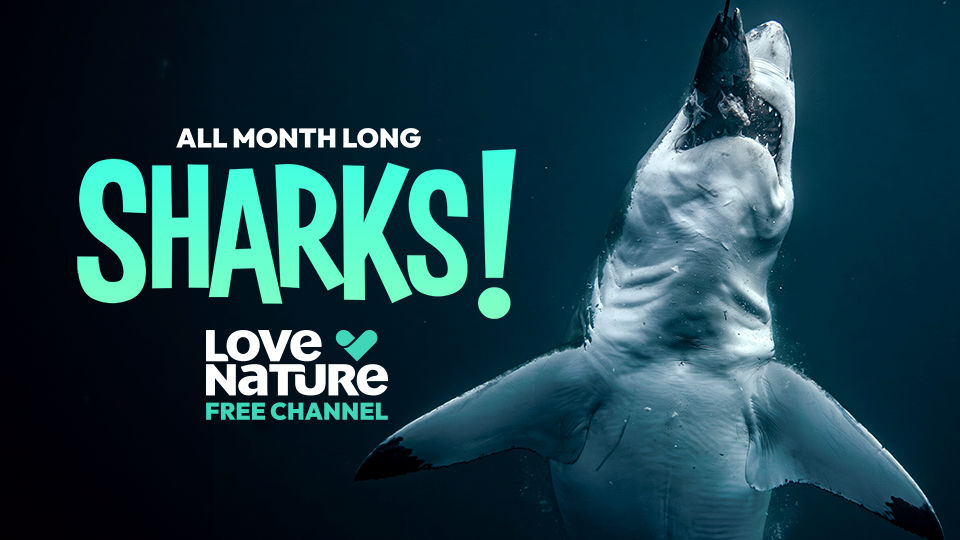 All Month Long Sharks! on Love Nature Free Channel featuring a great white shark swimming toward the surface in dark water.