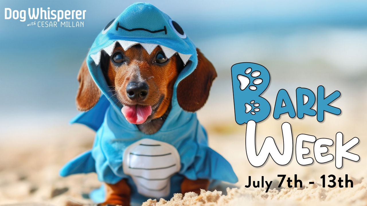 Bark Week on Dog Whisperer