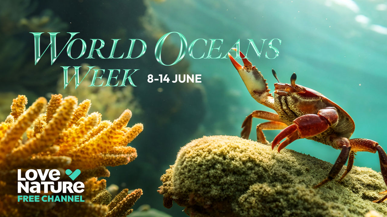 World Oceans Week on Love Nature Free Channel featuring a crab resting on an underwater reef.