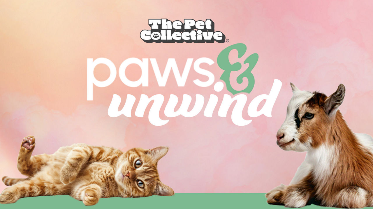 The Pet Collective, Paws & Unwind