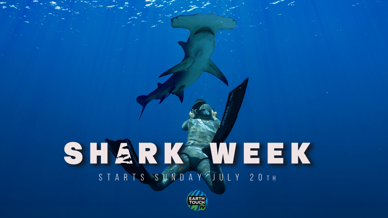 Shark Week on Earth Touch TV